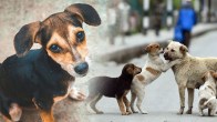 Dogs