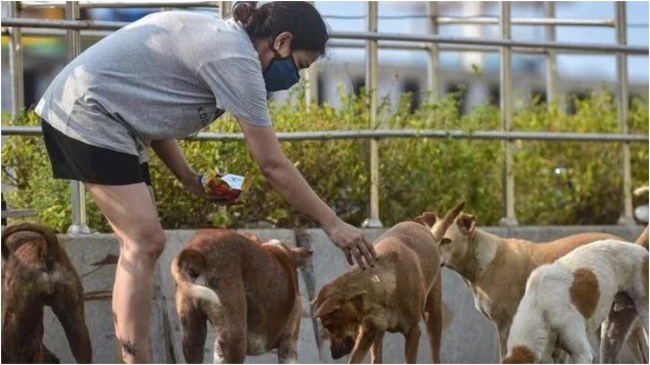 Feeding Street Dogs