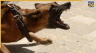 Noida Dog Attack