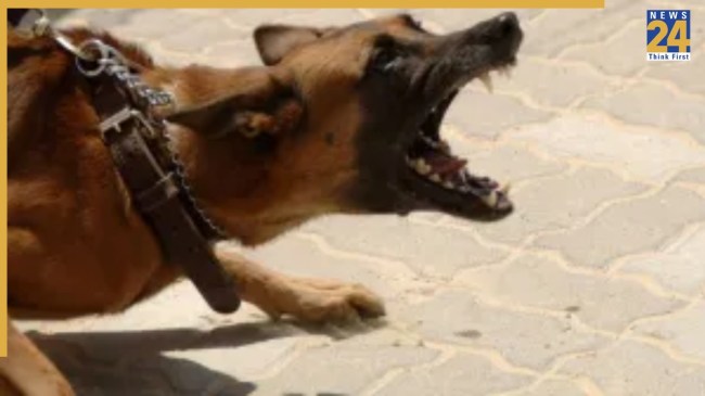 Noida Dog Attack
