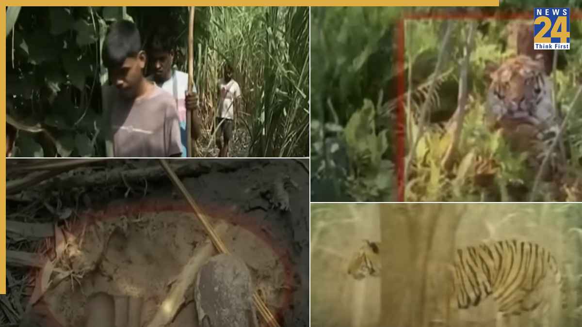 Video: यूपी के सीतापुर में आदमखोर बाघ का आतंक, 25 गांवों में फैली दहशत