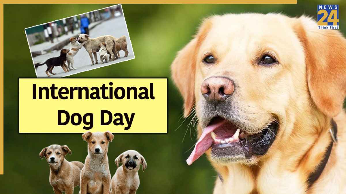 International Dog Day 2025: सुबह की सैर से लेकर दिल की बात तक, क्यों डॉग्स हैं आपकी जिंदगी का खास हिस्सा?