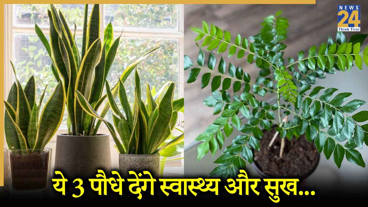 Best Indoor Plants For Health: ये पौधे जो बदल देंगे आपका घर और सेहत, जानिए कौन से?