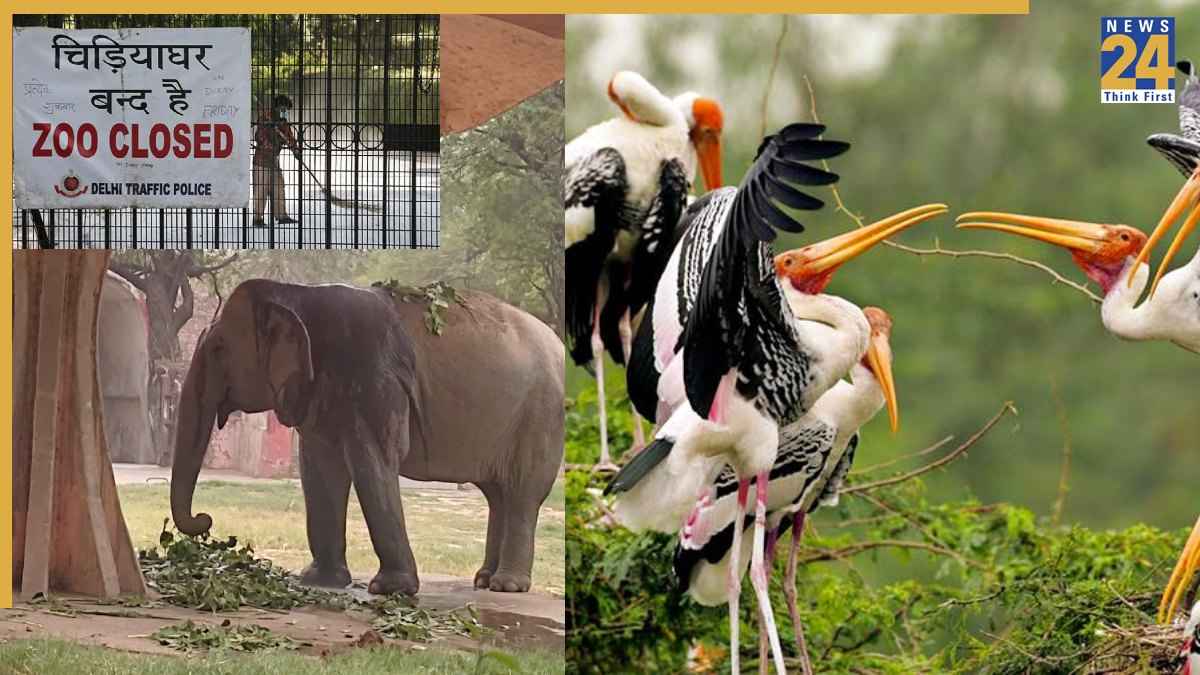 दिल्ली में बढ़ रहा बर्ड फ्लू, इंसानों को कितना खतरा, आज से चिड़िया घर भी बंद