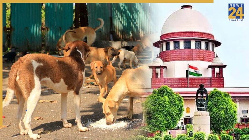 Supreme Court, Stray Dogs