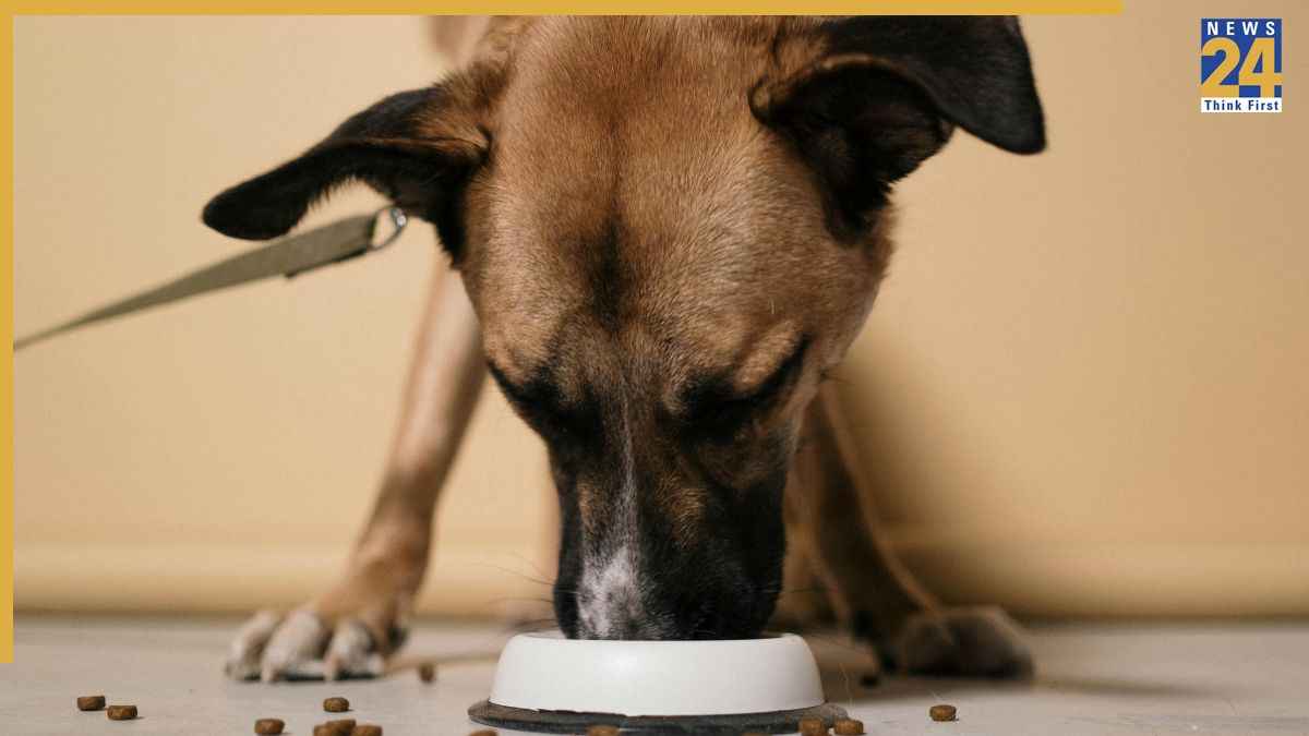 feeding dog