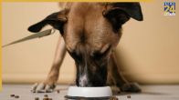 feeding dog