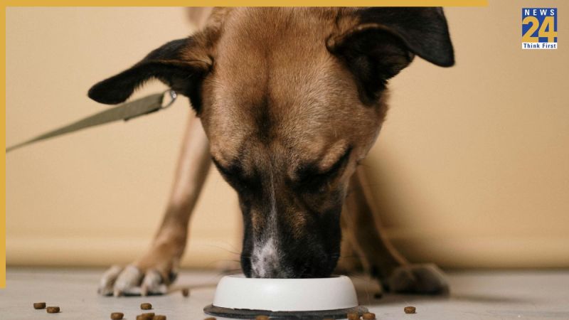 feeding dog