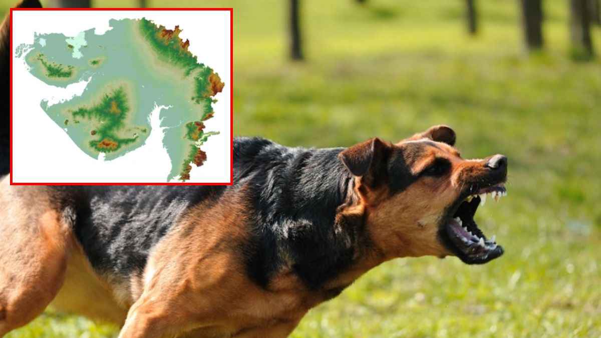 gujarat dogs news