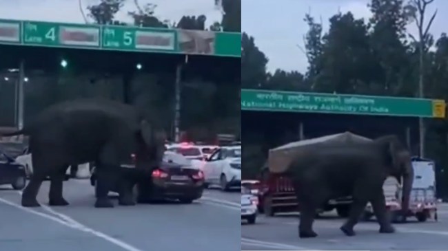 देहरादून के लच्छीवाला टोल पर आया हाथी।