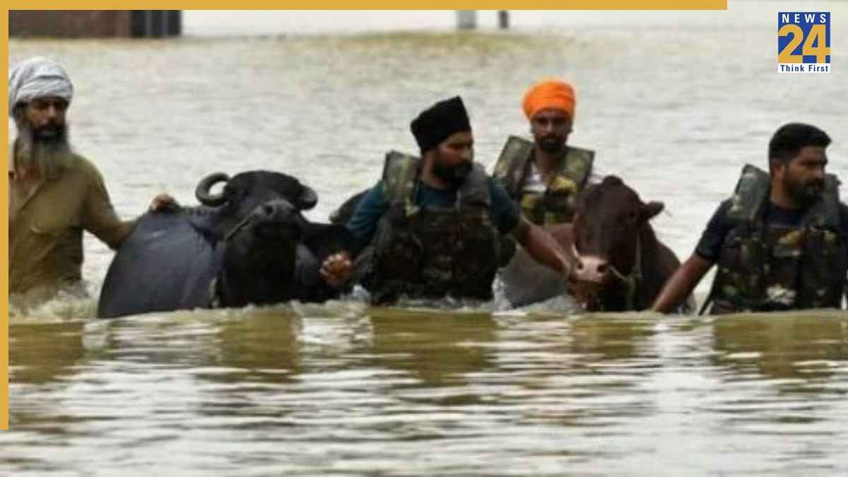 Punjab News, Punjab Latest News, Punjab, Punjab Floods, Punjab CM, Bhagwant Mann, Punjab Animal Husbandry Minister, पंजाब न्यूज, पंजाब ताजा खबर, पंजाब, पंजाब बाढ़, पंजाब सीएम, भगवंत मान, पंजाब पशुपालन मंत्री