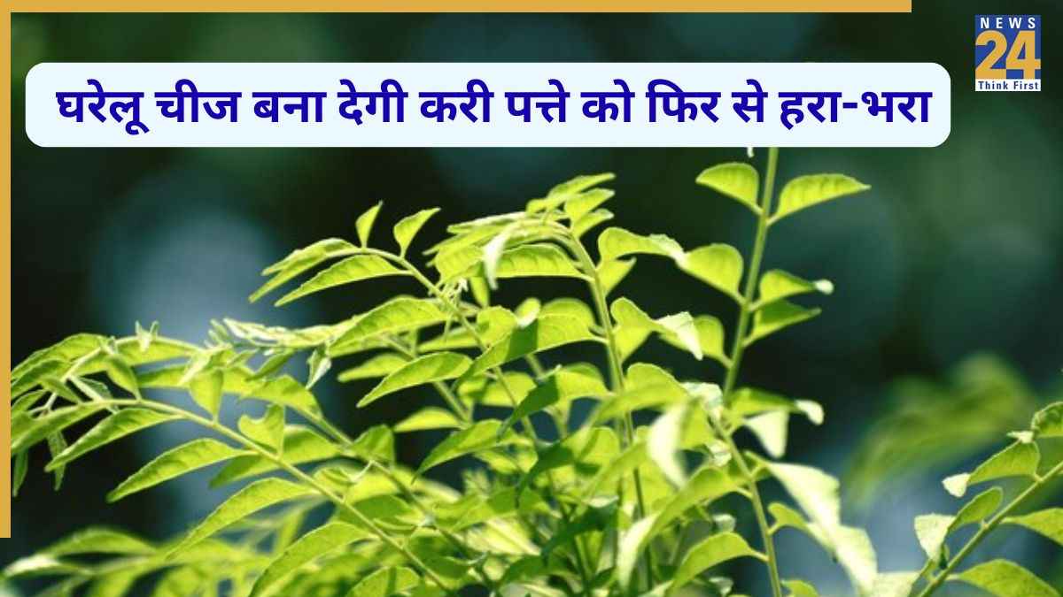 सूखा पौधा होगा दोबारा हरा, सिर्फ इस एक देसी नुस्खे से. Image Source Freepik