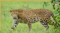 MP School holiday due to leopard