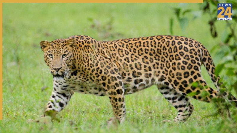 MP School holiday due to leopard