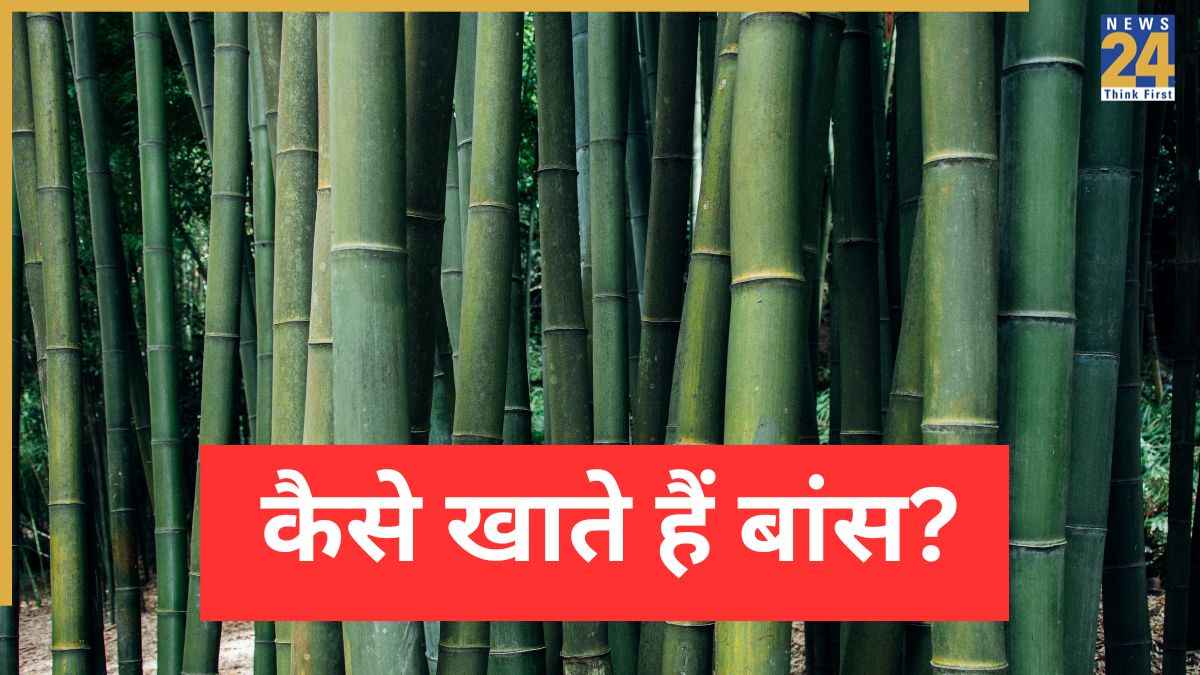 World Bamboo Day 2025: बांस खाने पर सेहत को क्या फायदे मिलते हैं और इसे कैसे खाते हैं, जानिए यहां
