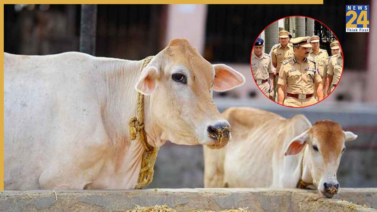 cow