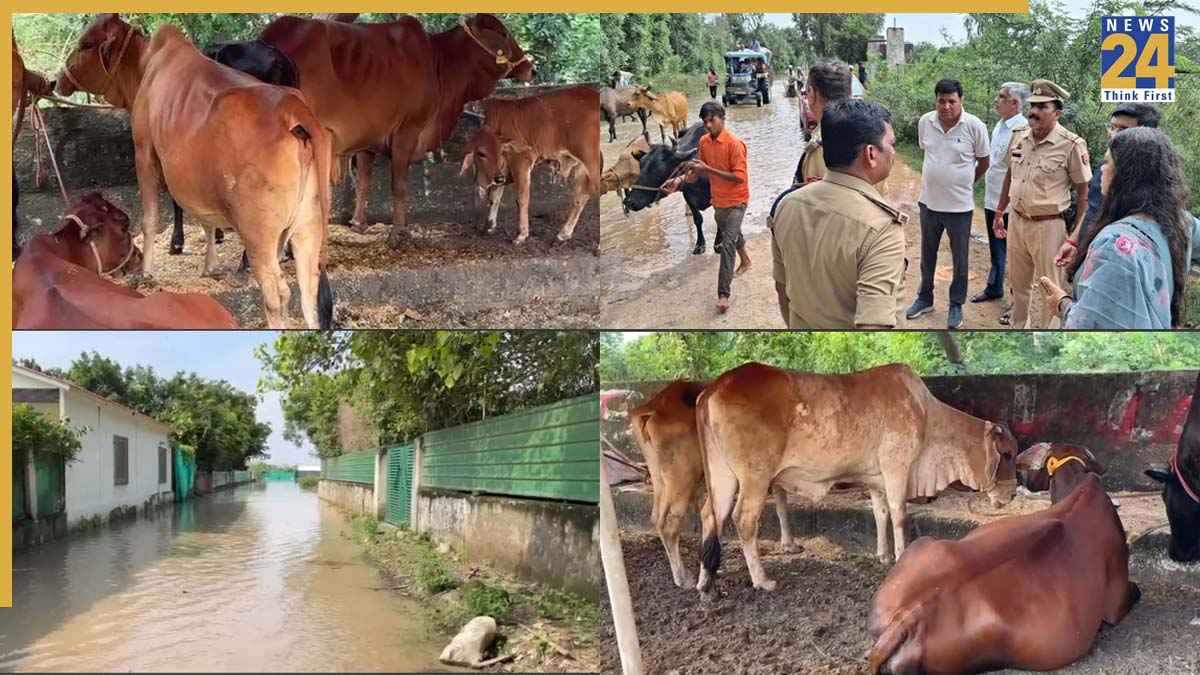 यमुना का रौद्र रूप, नोएडा में हजारों फार्म हाउस डूबे, 2 हजार से ज्यादा पशुओं का Rescue, कम्युनिटी किचन शुरू