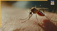 dengue cases