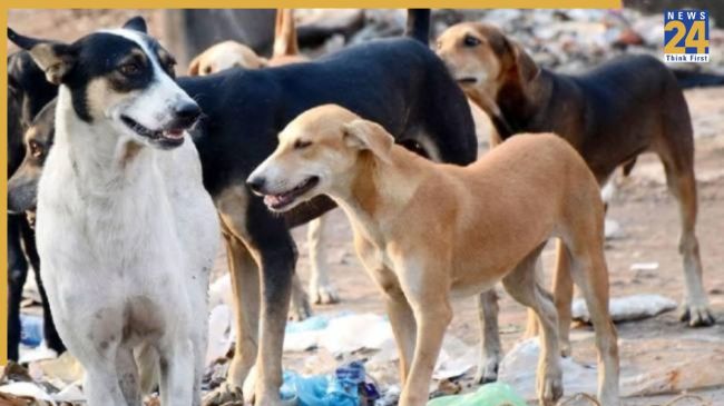 Delhi news, Delhi latest news, Supreme Court, Delhi government, stray dogs, microchip, दिल्ली न्यूज, दिल्ली ताजा खबर, सुप्रीम कोर्ट, दिल्ली सरकार, आवारा कुत्तें, माइक्रोचिप