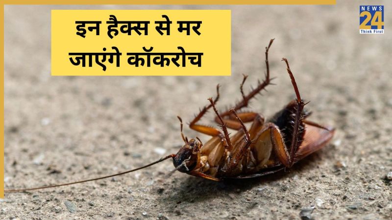 Cockroach