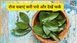 क्या आप रोज सुबह करी पत्ता चबाते हैं?- Image Source Freepik