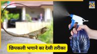 इस तरह से बगाएं छिपकली- Image Source Freepik