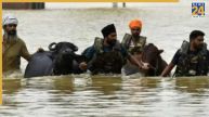 Punjab News, Punjab Latest News, Punjab, Punjab Floods, Punjab CM, Bhagwant Mann, Punjab Animal Husbandry Minister, पंजाब न्यूज, पंजाब ताजा खबर, पंजाब, पंजाब बाढ़, पंजाब सीएम, भगवंत मान, पंजाब पशुपालन मंत्री
