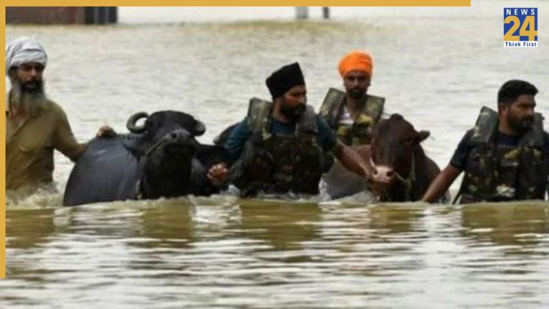 Punjab News, Punjab Latest News, Punjab, Punjab Floods, Punjab CM, Bhagwant Mann, Punjab Animal Husbandry Minister, पंजाब न्यूज, पंजाब ताजा खबर, पंजाब, पंजाब बाढ़, पंजाब सीएम, भगवंत मान, पंजाब पशुपालन मंत्री