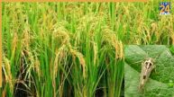 Punjab news, Punjab latest news, Punjab flood, Punjab crop, Southern Rice Black Streaked Dwarf Virus,पंजाब न्यूज, पंजाब ताजा खबर, पंजाब बाढ़, पंजाब फसल, साउदर्न राइस ब्लैक स्ट्रीक्ड डीवार्फ वायरस