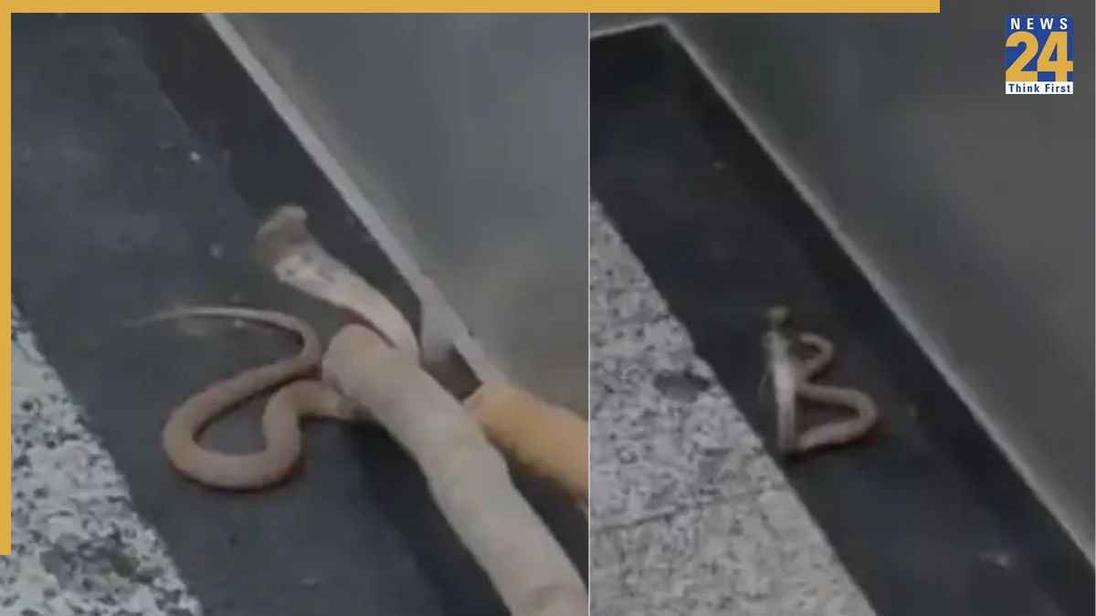 Noida News, Noida Latest News, Noida Today's News, Golden Palm Society, Noida Lift, Snake, Cobra, Noida Sector-168, नोएडा न्यूज, नोएडा ताजा खबर, नोएडा आज की खबर, गोल्डन पाम सोसायटी, नोएडा लिफ्ट, सांप, कोबरा, नोएडा सेक्टर-168