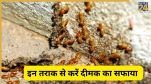 termite removal tips