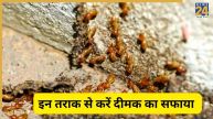 termite removal tips