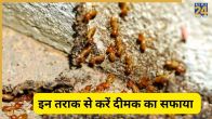 termite removal tips