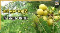 Amla-Navami