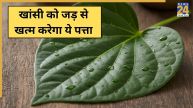Betel leaf for cough