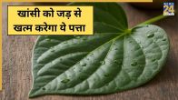 Betel leaf for cough