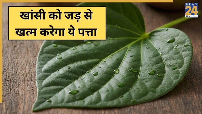 Betel leaf for cough Betel leaf for cough