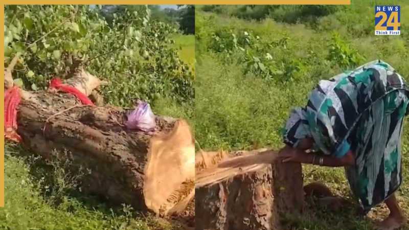 Chhattisgarh Elderly Woman Breaks Down Peepal Tree