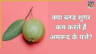 Guava Leaves In Diabetes
