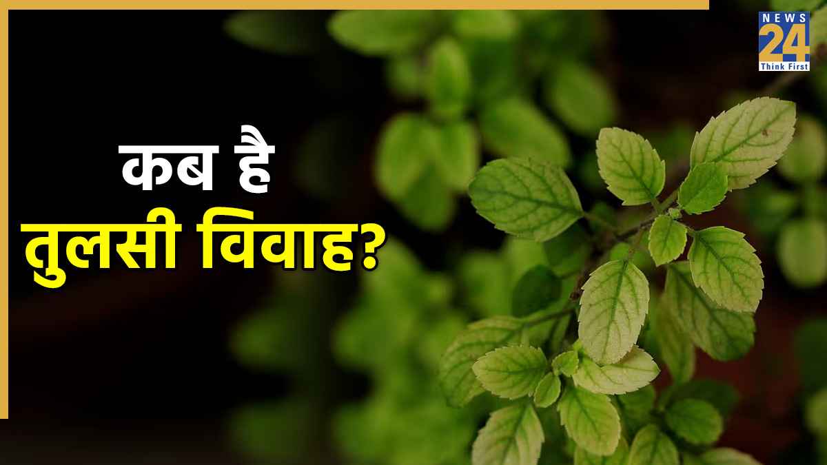 Tulsi Vivah 2025: कब है तुलसी विवाह? जानें पूजा विधि और महत्व, इस उपाय को करने से मिलेगा कन्यादान के समान पुण्य