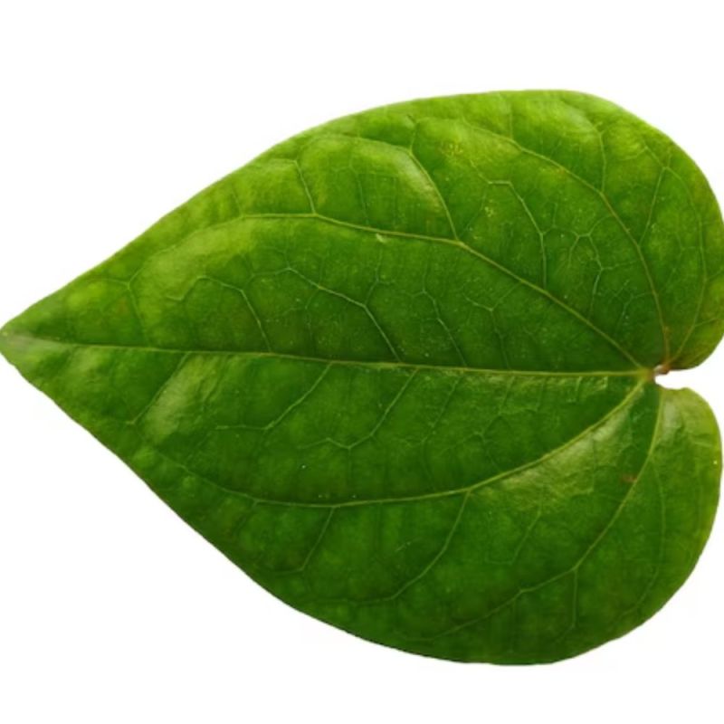betel leaf health benefits-1-2