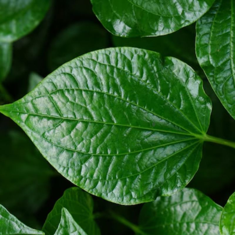 betel leaf health benefits-1-2-3-4