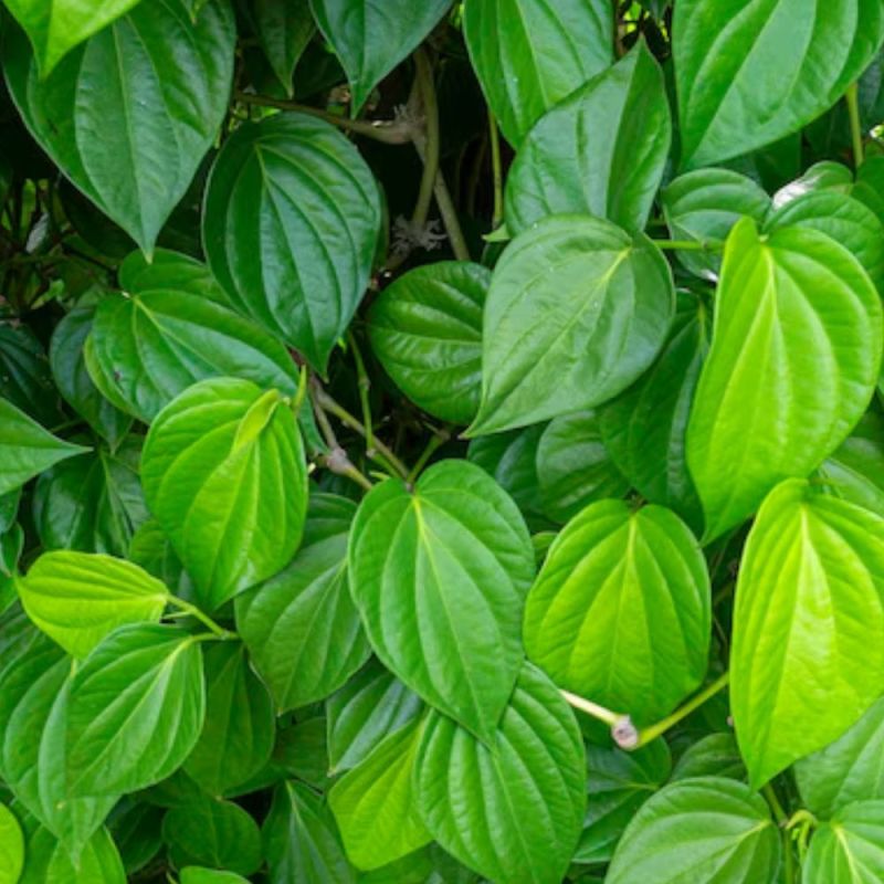 betel leaf health benefits-1-2-3-4-5