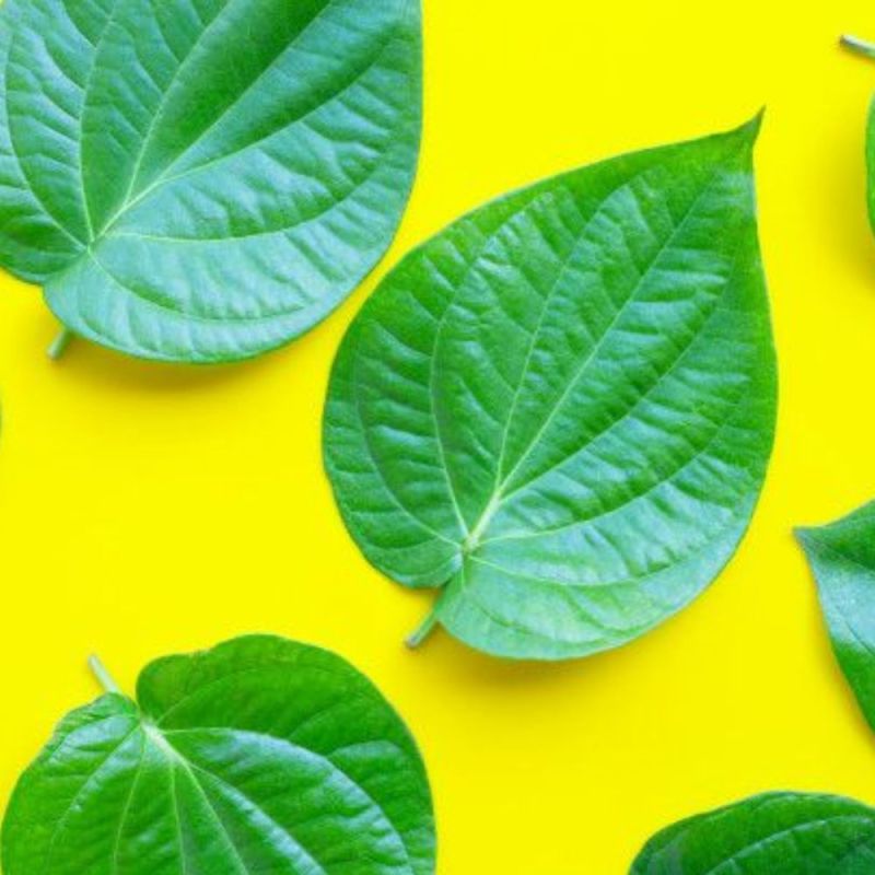 betel leaf health benefits-1-2-3-4-5-6