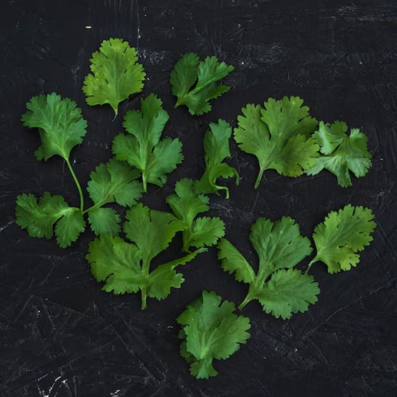 How to store coriander How to store coriander-1-2