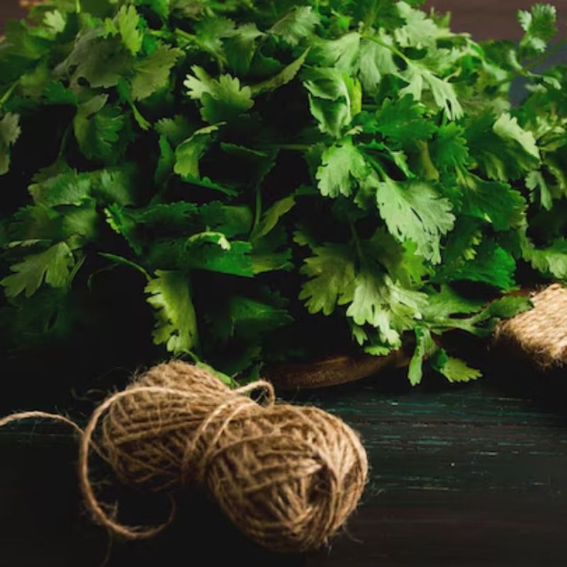 How to store coriander How to store coriander-1-2-3