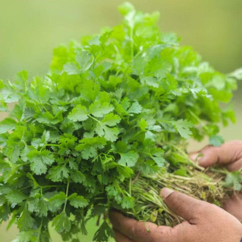 How to store coriander How to store coriander-1-2-3-4-5-6