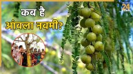 Amla Navami 2025