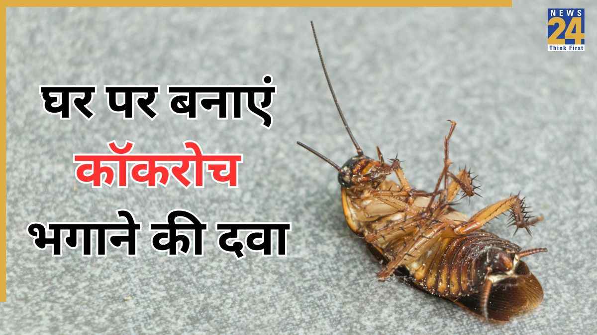 घर में ज्यादा कॉकरोच हो जाएं तो तुरंत बना लें ये दवा, एक-एक तिलचट्टे से मिल जाएगा छुटकारा