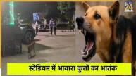 Stray dog attack on japan and kenya coaches Dog